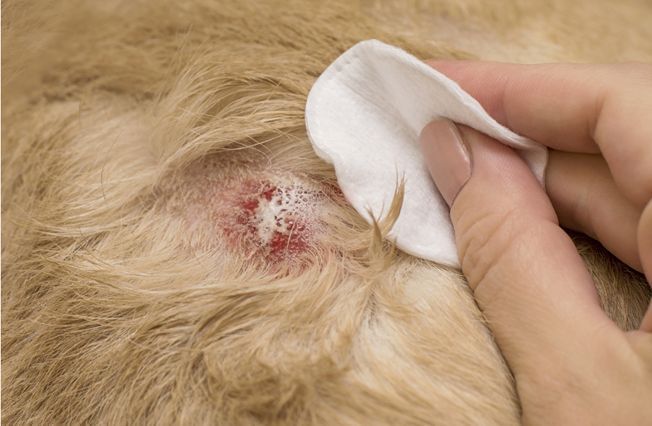How to Recognise and Treat Pets with Atopic Dermatitis in Sydney