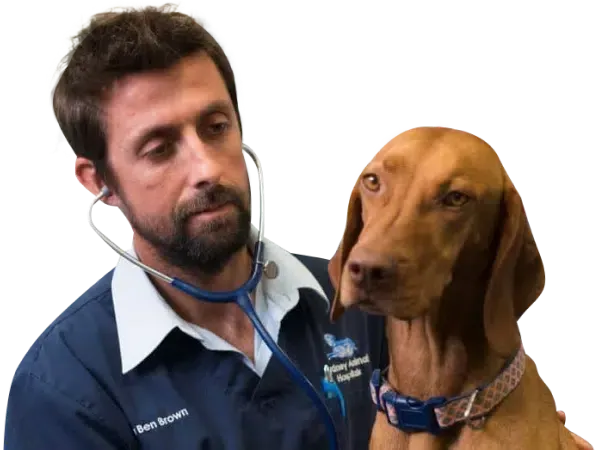 Veterinarian listening to a brown dog's heart with a stethoscope. Both are looking toward the left.