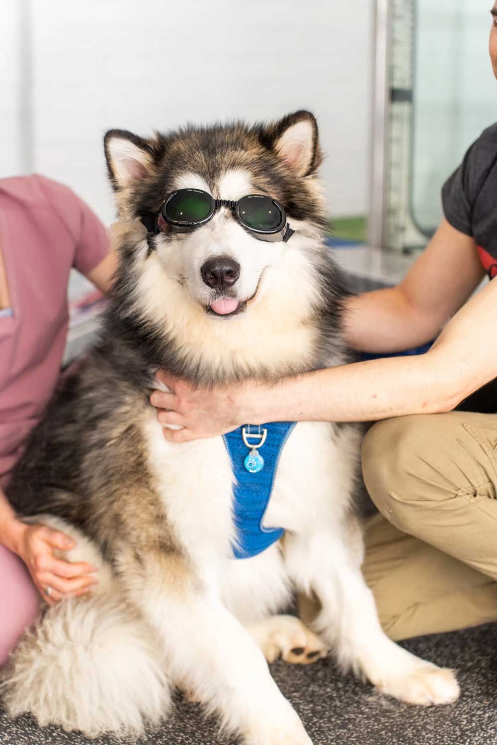 Fluffy dog wearing sunglasses, blue harness, being held by two people, smiling.