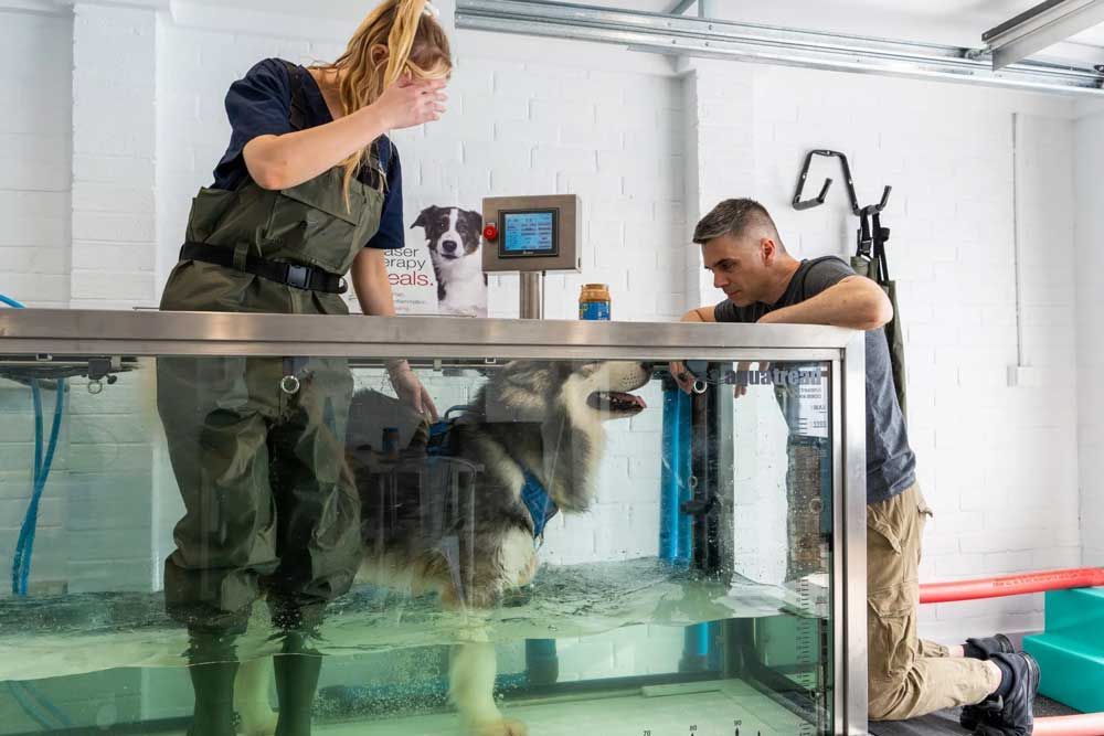 A dog in a water treadmill monitored by two people in a clinic setting.
