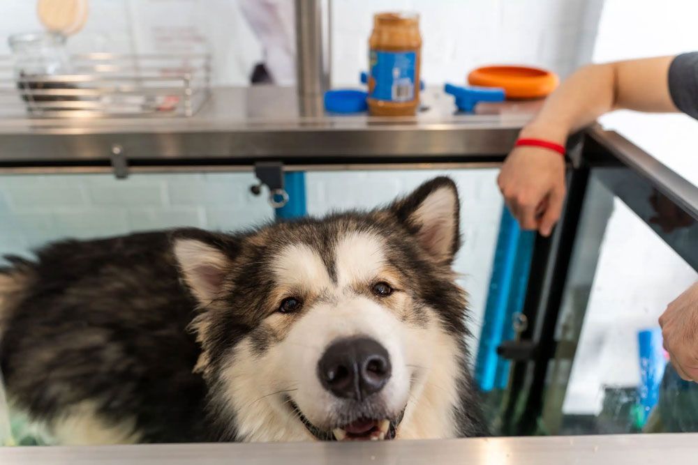 Large dog in water tank, looking at camera. Peanut butter jar visible.
