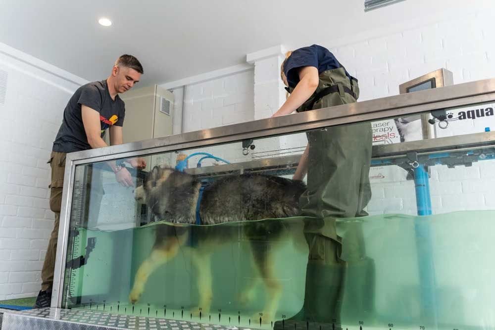Dog in a hydrotherapy tank with two people. The dog is partially submerged, being monitored.