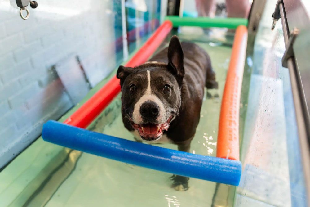 Dog in water treadmill, smiling, with colorful floatation supports in a clinical setting.