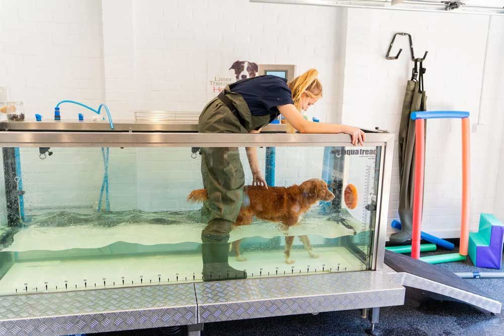 Woman in waders assists a dog in an underwater treadmill for therapy. White room, steel tank.