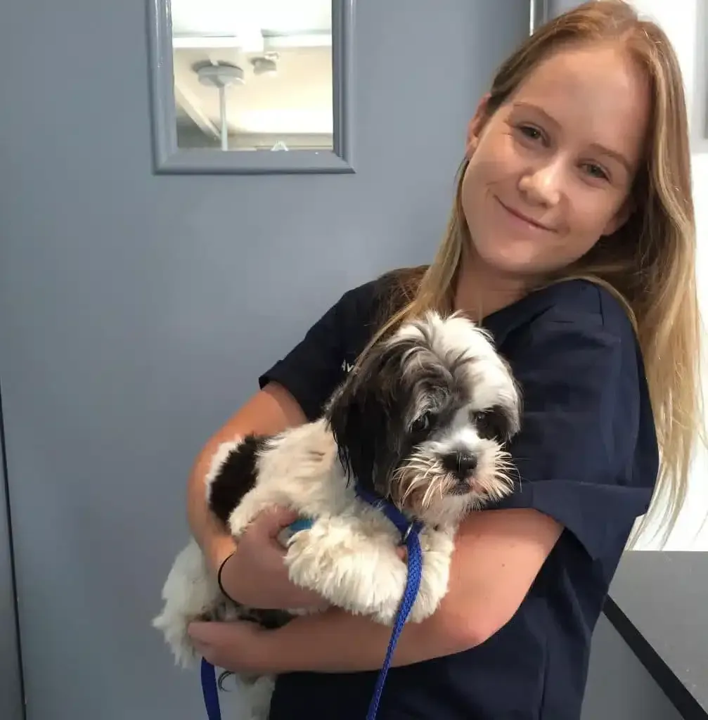 Woman in blue scrubs holds a small dog with black and white fur, smiling in a veterinary clinic.