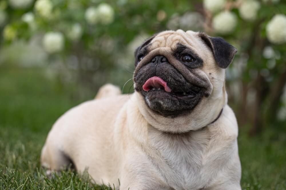 Beige pug dog lying on grass with tongue out, looking off-screen near white flowers.