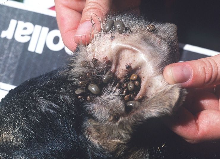 Brown Ticks transmitting Ehrlichiosis in Dogs