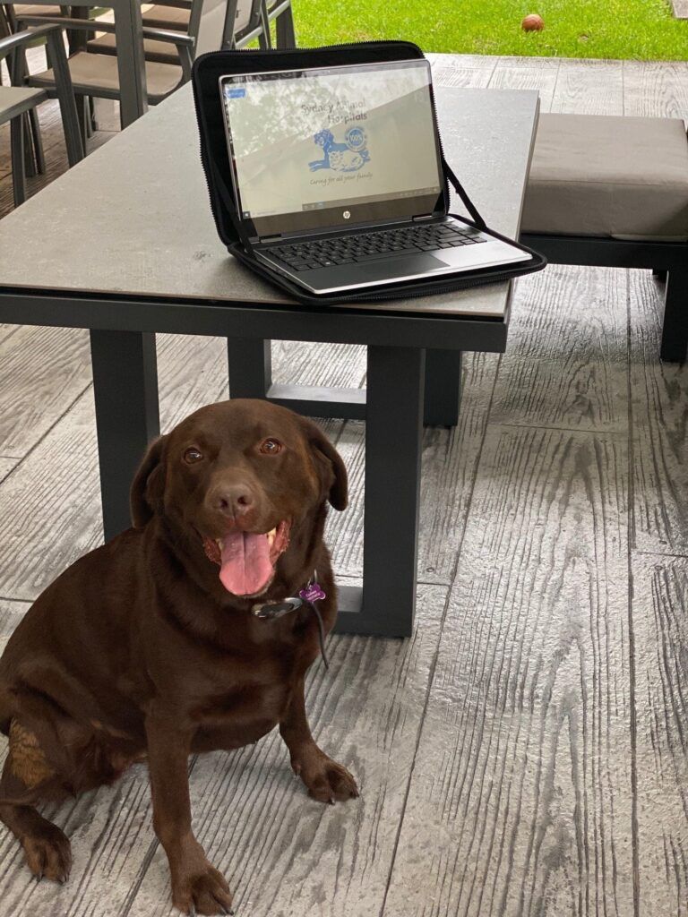 After Covid-19 with Pets