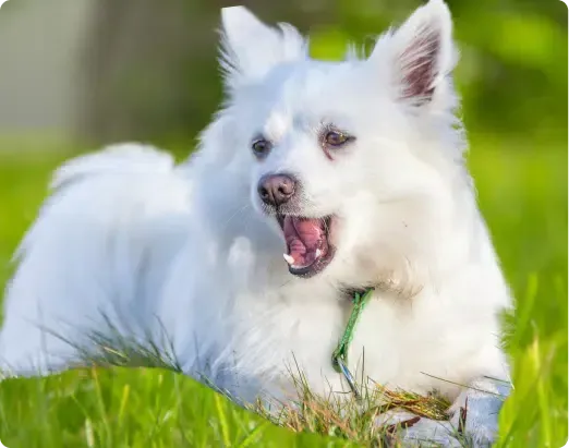 White dog panting in green grass.