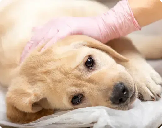 Yellow lab puppy getting pet, wearing pink medical glove.