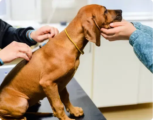 Dog receiving a shot at a vet's office; two people are interacting with the dog.