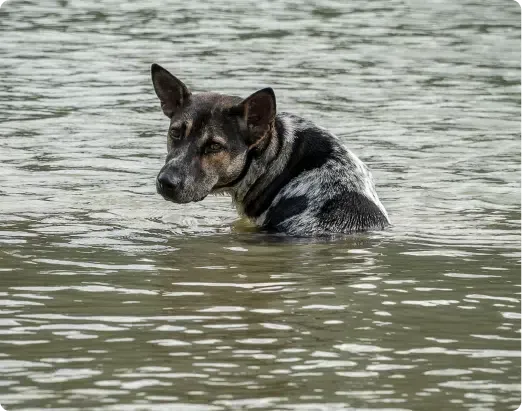 Dog wading in water; blue-speckled coat, focused expression, in a body of water.