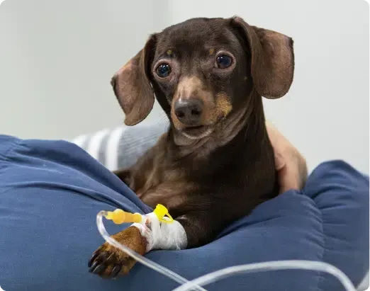 Dachshund with IV in its paw, resting on a person's lap. The dog has a sad expression.