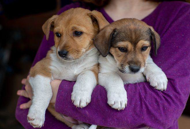 3 Factors to Consider When Choosing a New Pet in Sydney