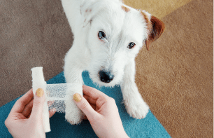 Person wrapping bandage around a dog's paw, brown and white dog looking up.