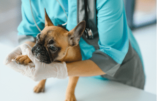 Veterinarian in blue scrubs holding a brown French bulldog on a white table; dog appears anxious.