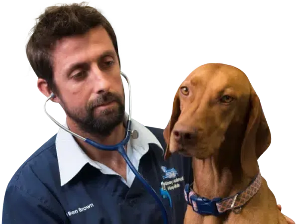 Veterinarian listening to a brown dog's heart with a stethoscope. Both looking downwards, indoors.