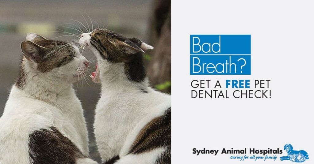 Does your pet have smelly breath?