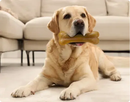 Golden Labrador dog lying on floor, holding bone in mouth.