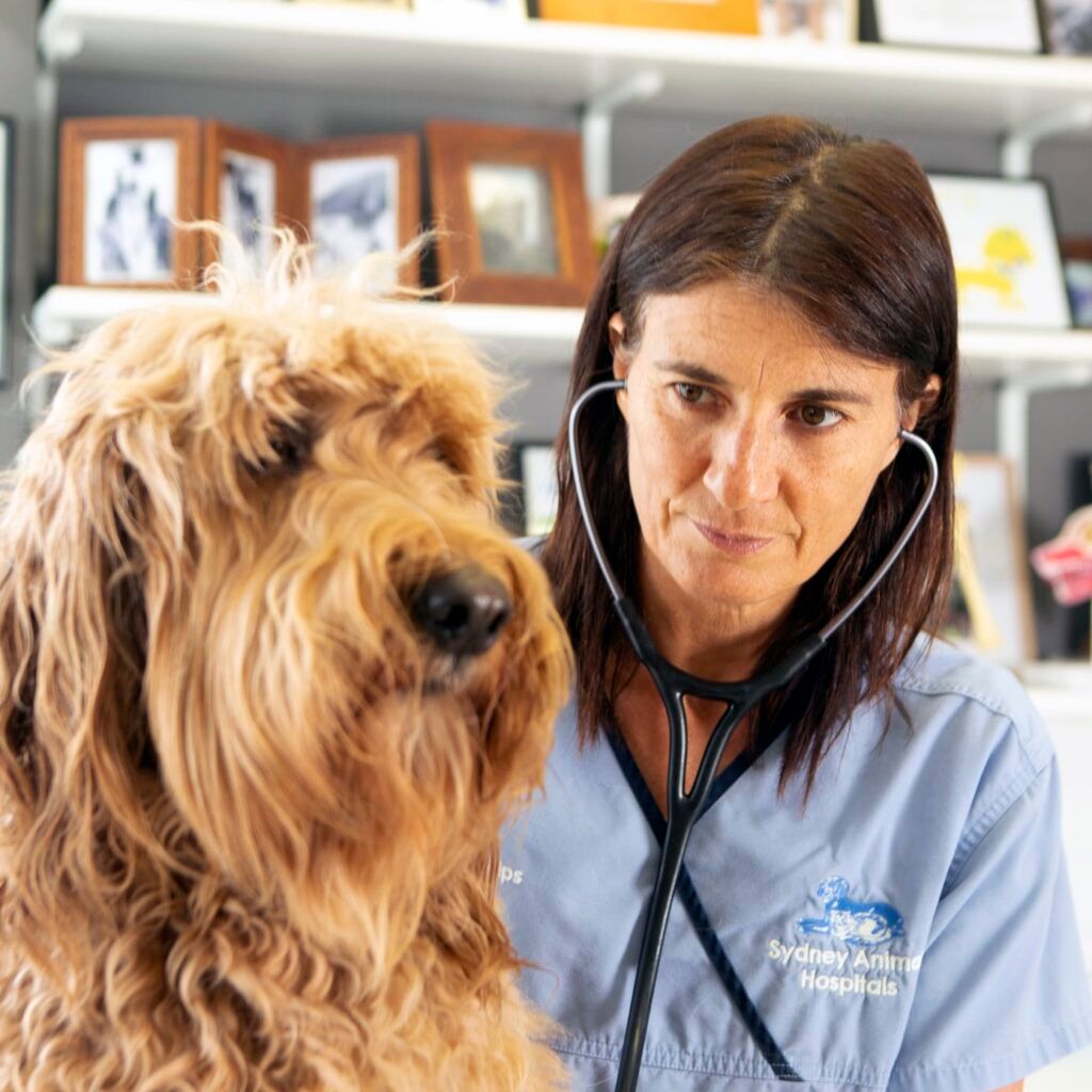 Looking for a new dog