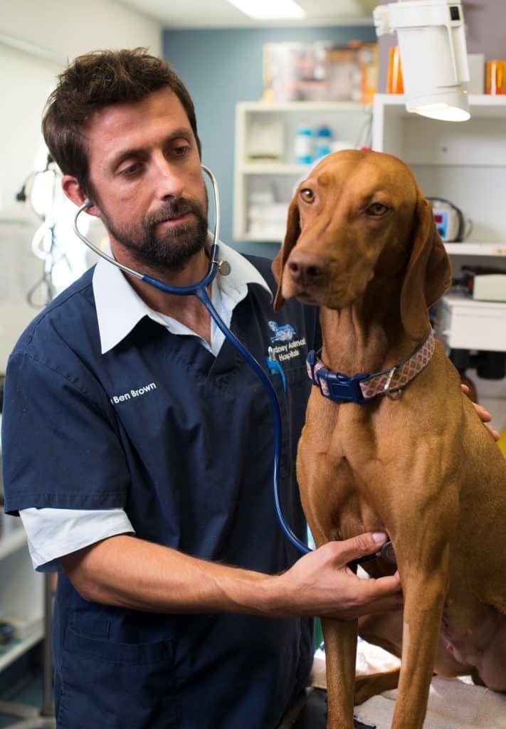 Gastric dilation volvulus or ‘GDV’