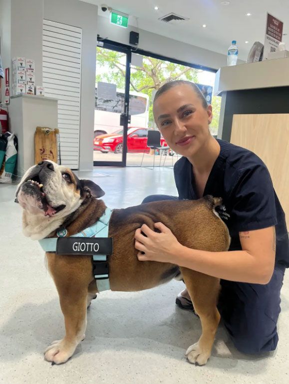 Woman in blue shirt kneeling on floor scratching brown and white bulldog in vet clinic 