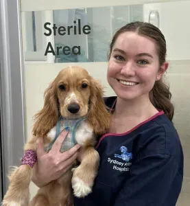 Vet tech smiling, holding a Cocker Spaniel in a sterile area. The dog has a bandaged leg.