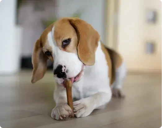 Beagle dog chewing on a stick, indoors. White, brown, and tan fur.
