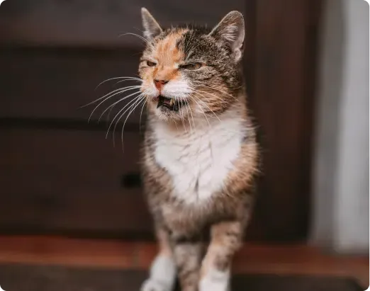 Calico cat with one closed eye and open mouth, standing near a dark wooden door.