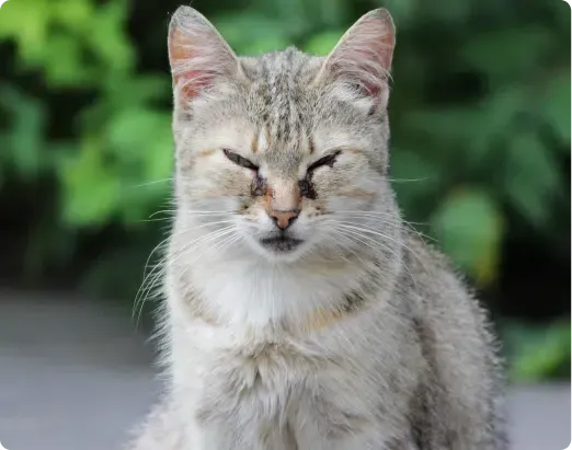 Gray tabby cat with closed eyes, outdoors.