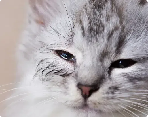 Close-up of a silver and white kitten with a wet face, squinting.