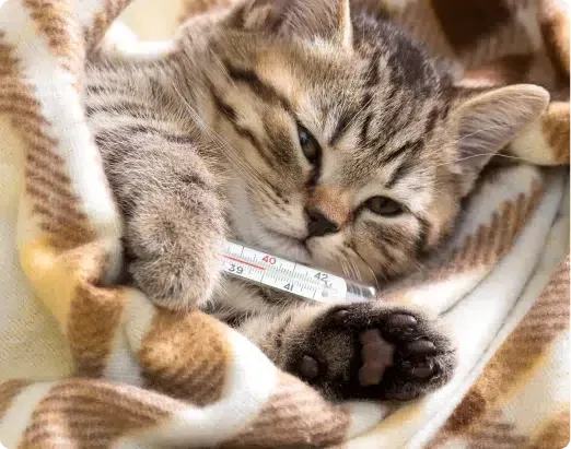 Kitten wrapped in blanket with thermometer; appears ill.