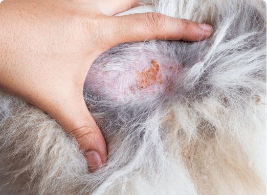 Hand touching dog's fur, revealing a raised, red, irritated skin lesion with crusting.