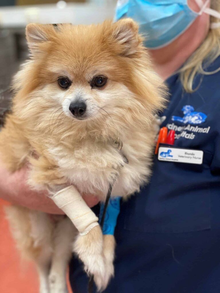 Bladder stones in dogs