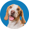Happy beagle with floppy ears and pink tongue, in front of a blue background.