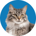 Gray tabby cat in a blue circle, looking towards the viewer.