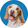 Dog with white and tan fur, panting with its tongue out, inside a blue circle.