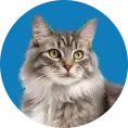 Gray tabby cat with yellow eyes in front of a blue background.