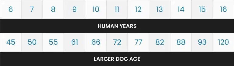 A dog age chart showing the human years and the equivalent larger dog age, ranging from 6 to 16 years.