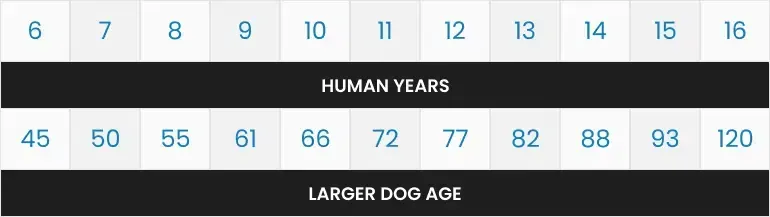 Chart comparing human years to larger dog age, with numbers ranging from 6 to 16.