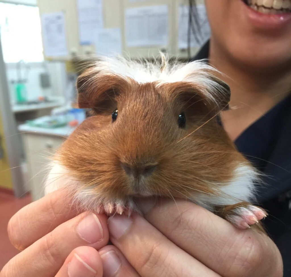 Heat stroke, aka heat stress in rabbits and guinea pigs