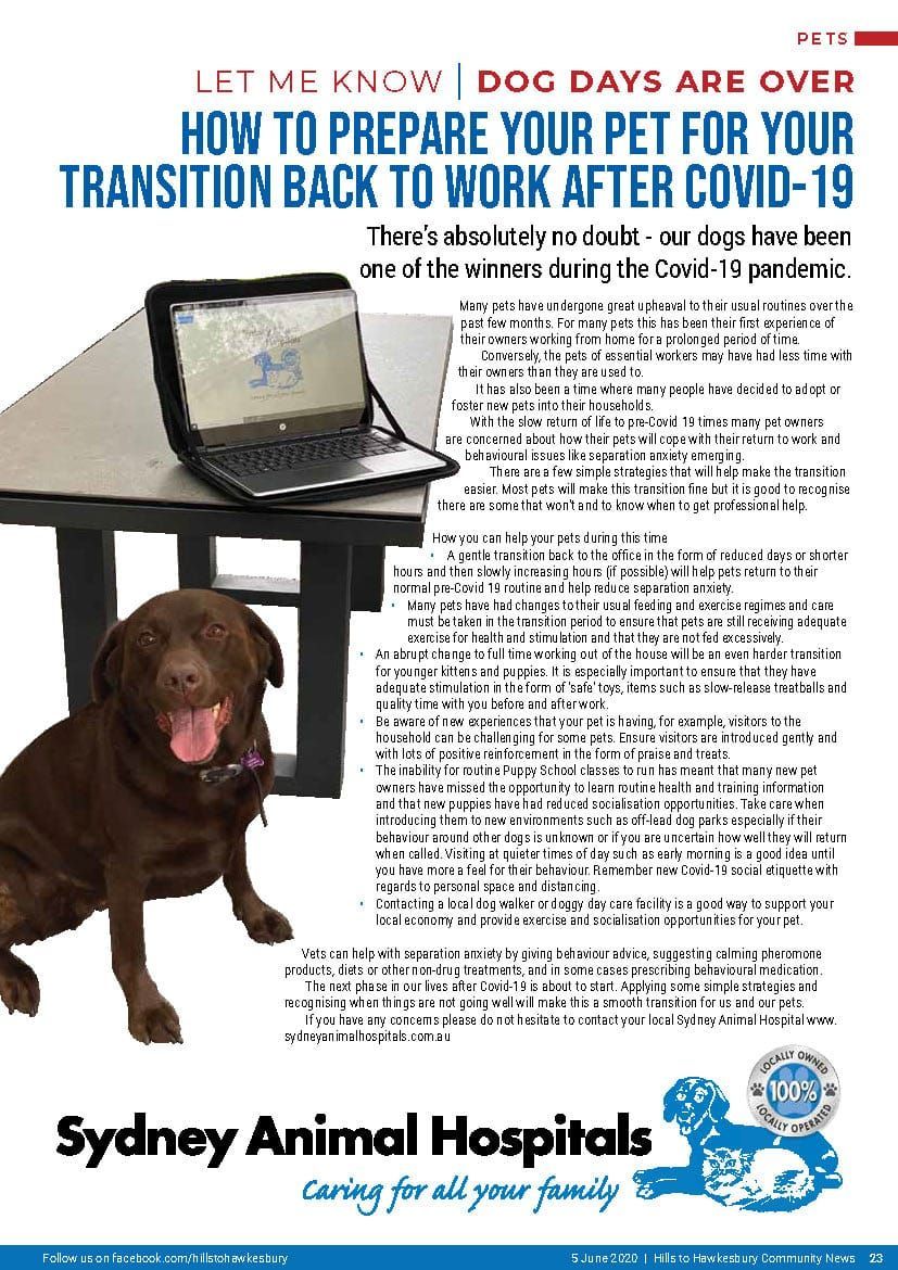 Dog next to a table with a laptop. Text: How to prepare your pet for returning to work. Sydney Animal Hospitals logo.
