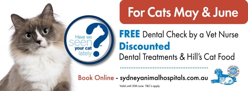 Advertisement for cat dental services: cat, red banner, text: free check, discounted treatments.