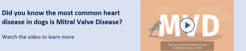 Text states Mitral Valve Disease is the most common heart disease in dogs. Video button with dog silhouette.