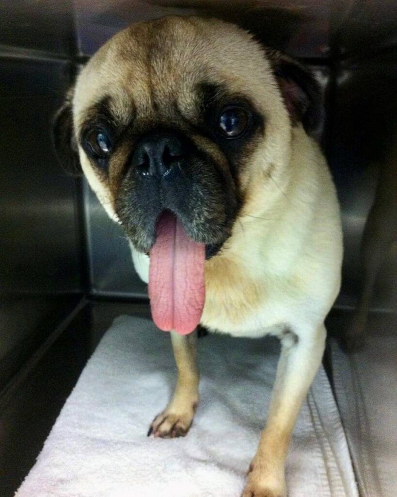 Pug with beige fur, pink tongue sticking out, standing in a metal cage on a white towel.