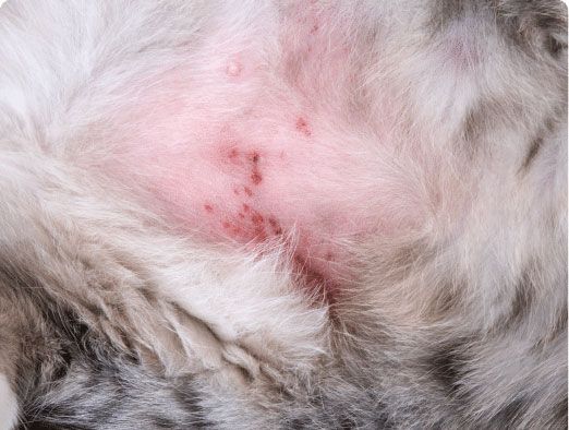 Close-up of a cat's belly showing red, irritated skin with small, dark spots.