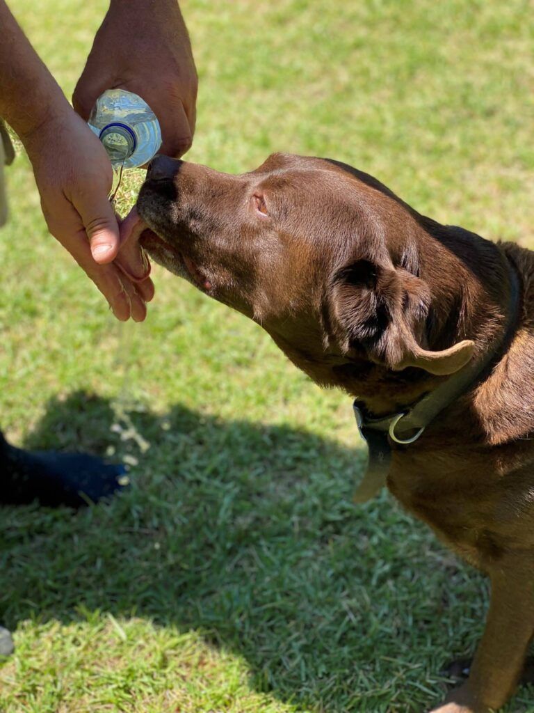 Tips to keep your pet safe in hot weather
