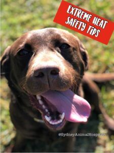 Brown dog panting with tongue out; red 