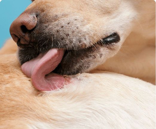Yellow dog licking itself, tongue extended.