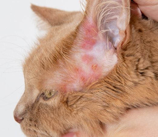 Orange cat with red, inflamed skin around its ear.